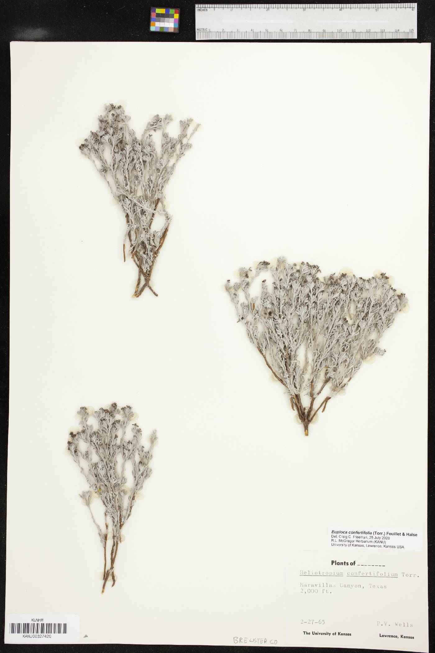 Euploca confertifolia image