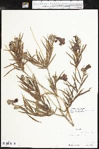 Chilopsis linearis image