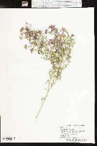 Dalea frutescens image