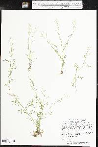 Cardamine parviflora image