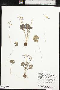 Oxalis violacea image