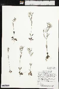 Houstonia longifolia image