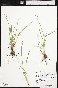 Sisyrinchium campestre image