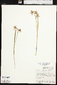 Calopogon oklahomensis image