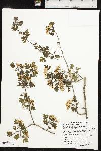 Crataegus marshallii image