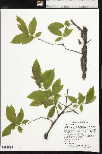 Ulmus alata image