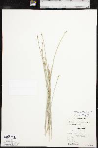 Eleocharis macrostachya image