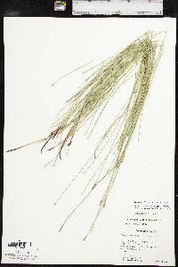 Eleocharis erythropoda image