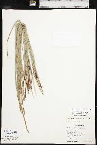 Eleocharis macrostachya image