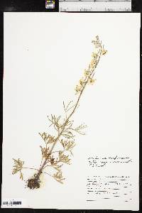 Delphinium carolinianum image