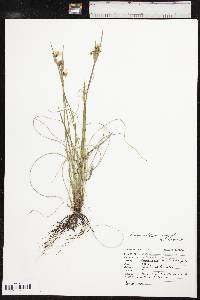 Sisyrinchium campestre image