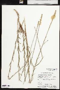 Oenothera glaucifolia image