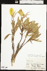 Oenothera macrocarpa image