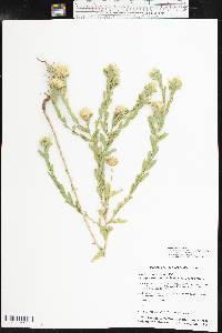 Xanthisma texanum image