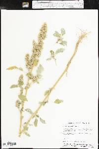 Amaranthus retroflexus image