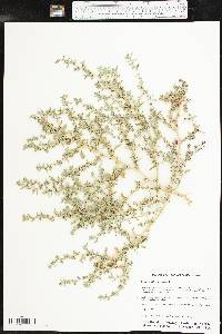 Amaranthus albus image