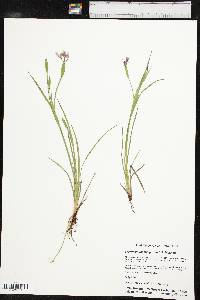 Sisyrinchium chilense image