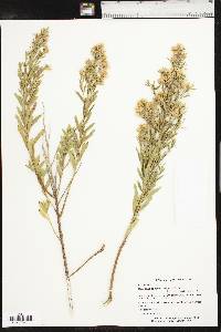 Baccharis salicina image