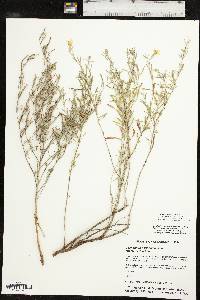 Oenothera serrulata image