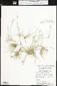 Bouteloua dactyloides image