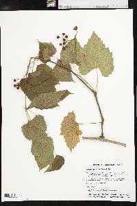 Ampelopsis cordata image