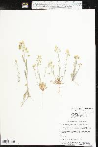 Physaria gordonii image