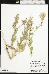 Oenothera rhombipetala image