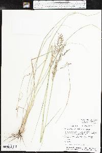 Tridens flavus var. flavus image