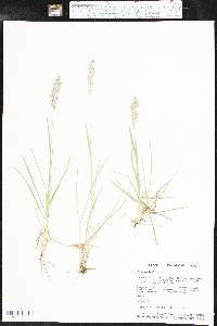 Poa arida image