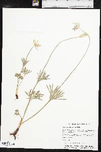 Anemone berlandieri image