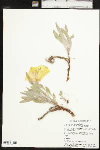 Oenothera macrocarpa subsp. incana image