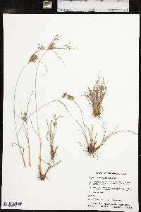 Cyperus × mesochorus image