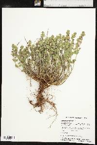 Scutellaria resinosa image