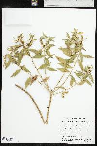 Stillingia sylvatica subsp. sylvatica image