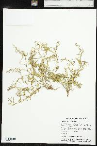 Tragia betonicifolia image