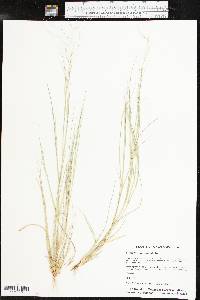 Aristida oligantha image