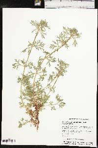 Glandularia bipinnatifida var. bipinnatifida image