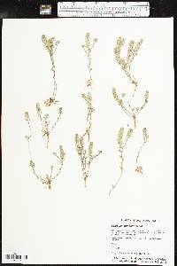 Lepidium oblongum image