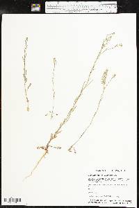 Lepidium densiflorum image