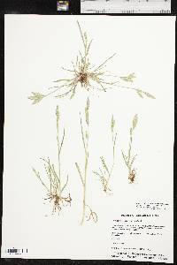 Bromus catharticus image