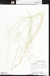 Muhlenbergia asperifolia image