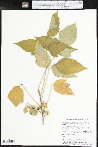 Toxicodendron rydbergii image