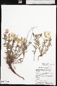 Calylophus hartwegii subsp. pubescens image