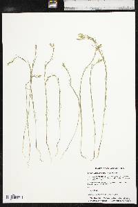 Linum rigidum image