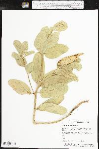 Asclepias viridis image