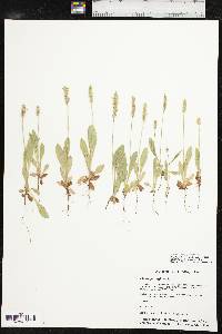 Plantago rhodosperma image