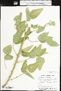 Desmodium tweedyi image