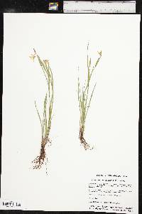 Sisyrinchium chilense image