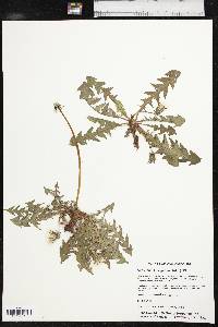 Taraxacum erythrospermum image