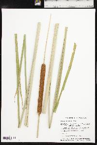 Typha domingensis image